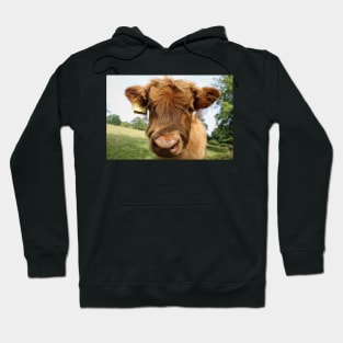 Baby Cow Hoodie